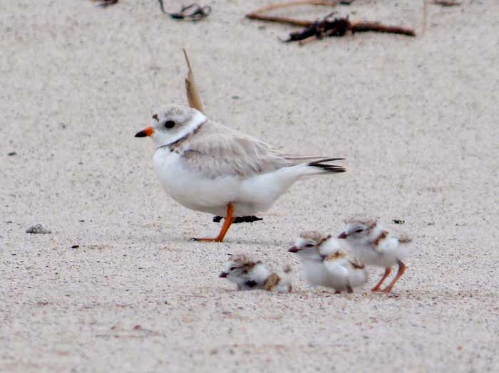 Piping plover at Smith Point cause county and federal debate