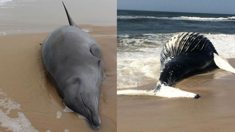 Fro left: a True's beaked whale washed up in Westhampton Beach and a humpback whale washed up on Fire Island.