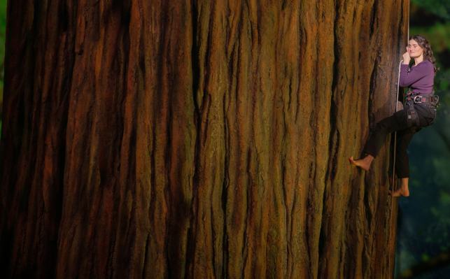 Redwood